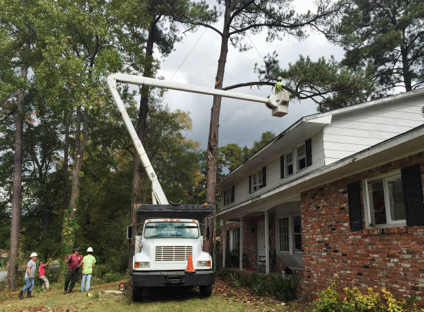 How Our Tree Care Process Works  in  Keys, OK